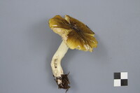 Tricholoma subsejunctum image